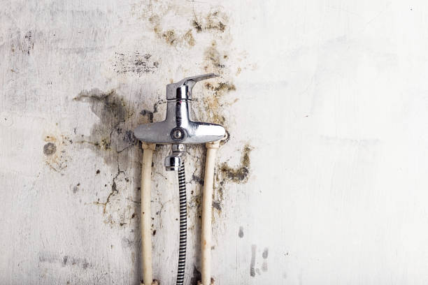 Best Mold Damage Repair  in Claymont, DE