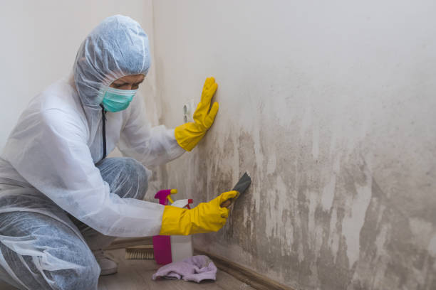 Best Certified Mold Removal  in Claymont, DE