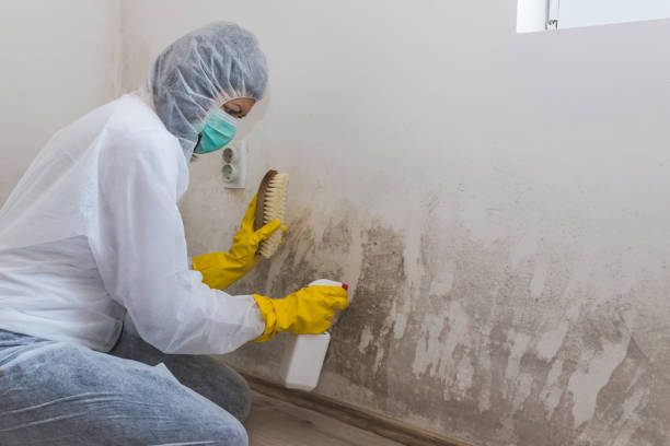 Best Attic Mold Removal  in Claymont, DE