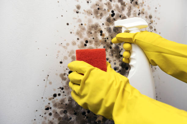 Best Emergency Mold Removal  in Claymont, DE