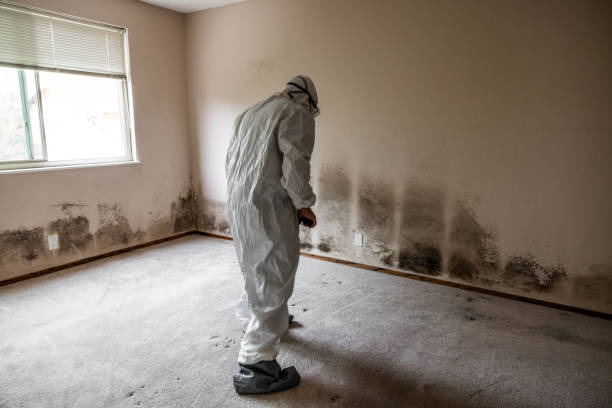 Best Mold Removal Near Me  in Claymont, DE