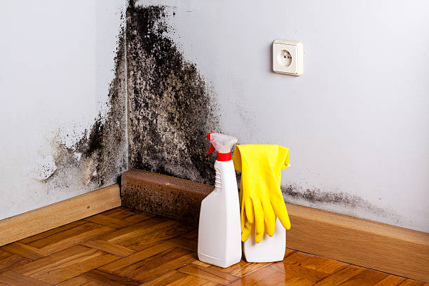 Best Local Mold Removal Service  in Claymont, DE