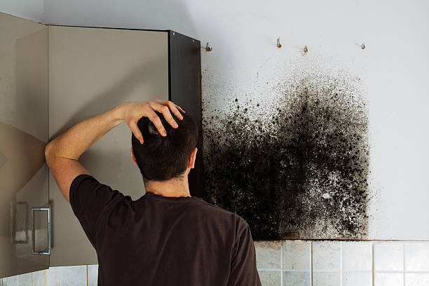 Best Mold Inspection  in Claymont, DE