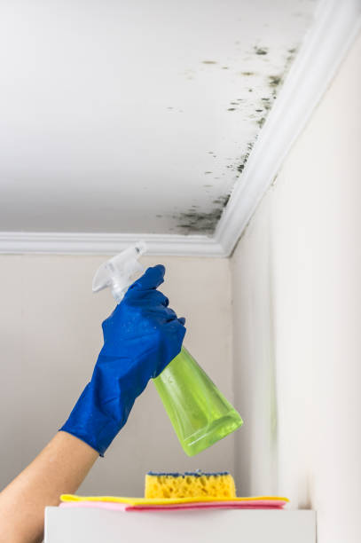 Reliable Claymont, DE Mold Removal Solutions